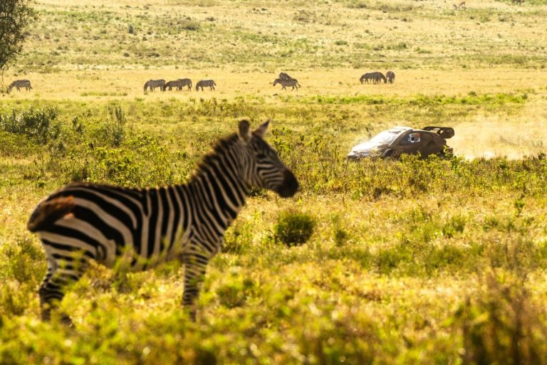 Safari Rally 2026: Sfide Chiave e Strategie per i Team